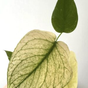 Monstera Mint