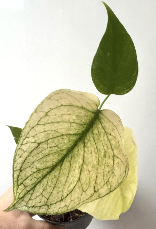 Monstera Mint
