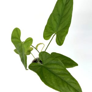 Antuurium Balaoanum
