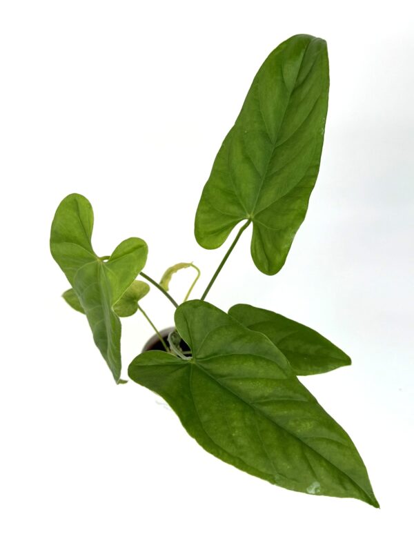 Antuurium Balaoanum