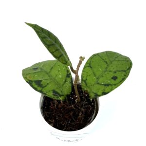 Vahalill Callistophylla