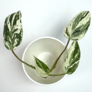 Filodendron Emerald King