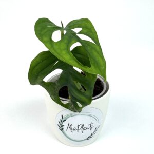 Monstera Adansonii