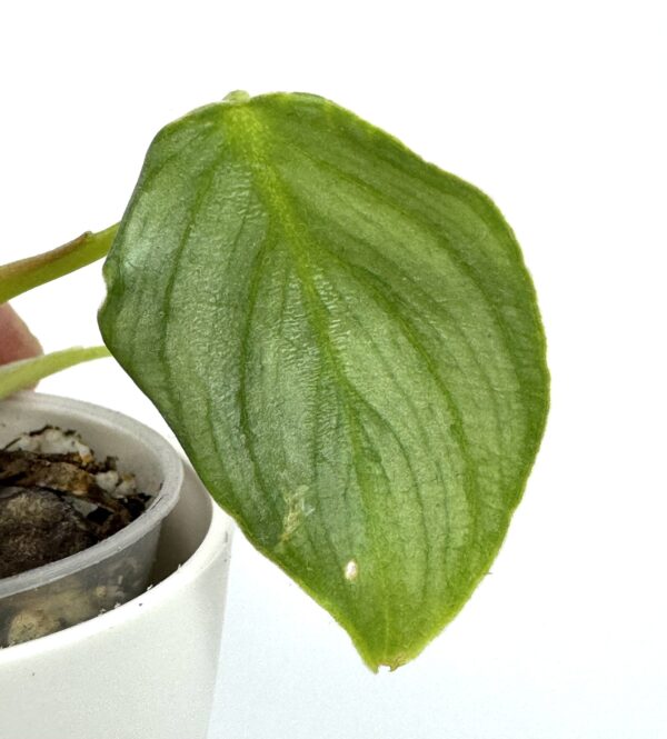 Filodendron Pastazanum White - Image 3