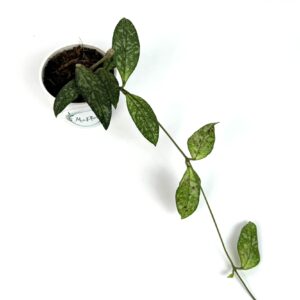 Vahalill Crassipetiolata Splash