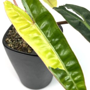 Filodendron Billietiae Variegata