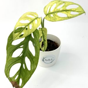 Monstera Adansonii Variegata