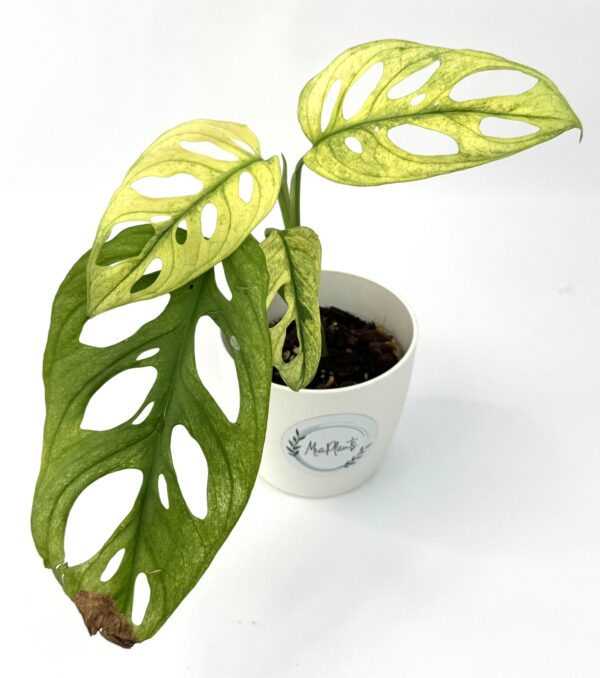Monstera Adansonii Variegata