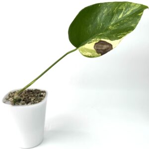 Monstera Aurea Variegata