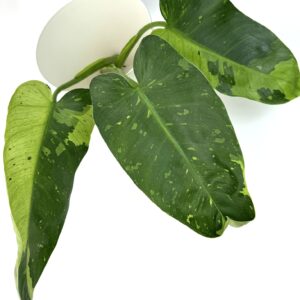 Filodendron Jose Buono juurdumata pistik