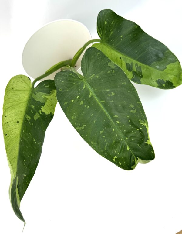 Filodendron Jose Buono juurdumata pistik