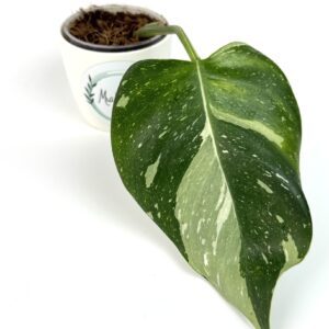 Filodendron White Princess