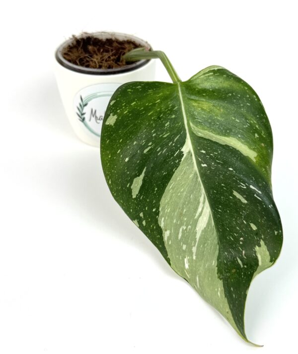 Filodendron White Princess