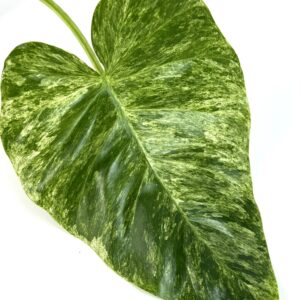 Filodendron Giganteum juurdunud pistik