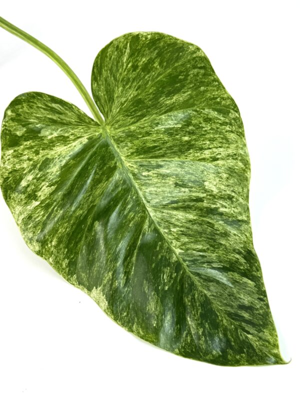 Filodendron Giganteum juurdunud pistik