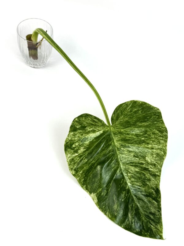 Filodendron Giganteum juurdunud pistik - Image 2