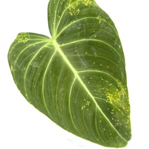 Filodendron Splendid juurdumata pistik