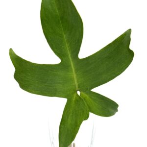 Filodendron Florida juurdumata pistik