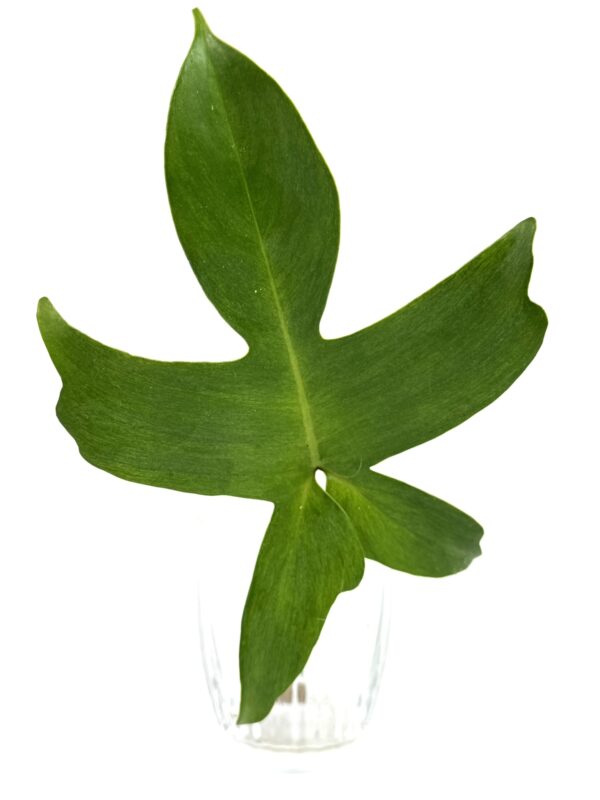 Filodendron Florida juurdumata pistik