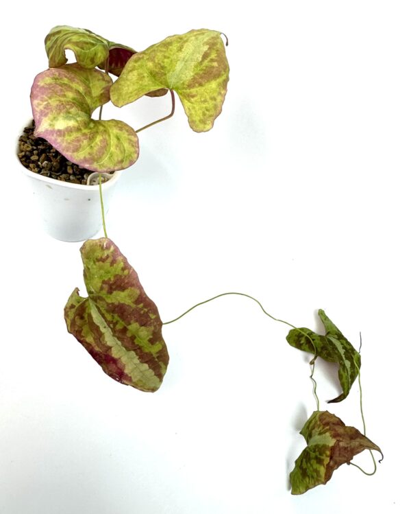 Discorea Discolor - Image 2