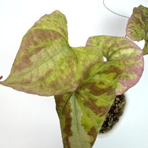 Discorea Discolor