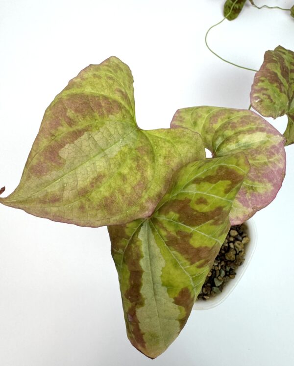 Discorea Discolor