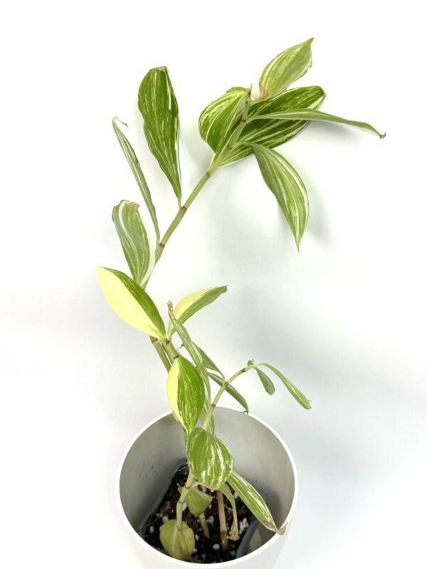 Costus Arabicus Variegata - Image 2