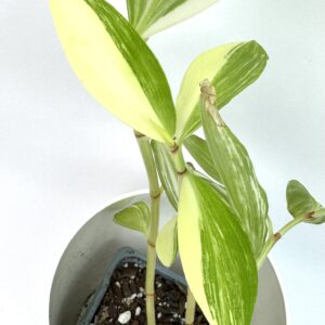 Costus Arabicus Variegata