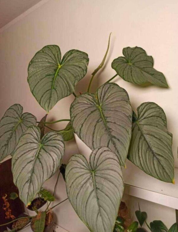 Filodendron Pastazanum White - Image 4