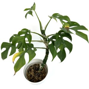 Rhaphidophora Tetrasperma