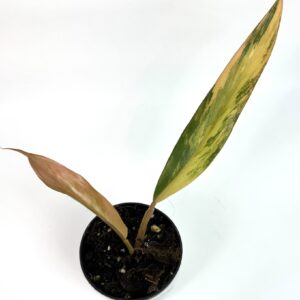 Filodendron Caramel Marble