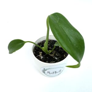 Monstera Burle Marx Flame