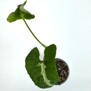 Sõrgköis Wendlandii