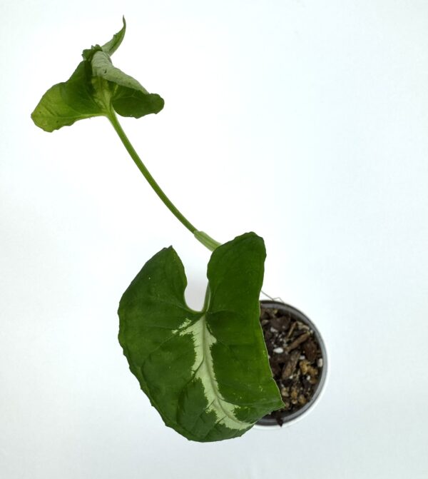 Sõrgköis Wendlandii