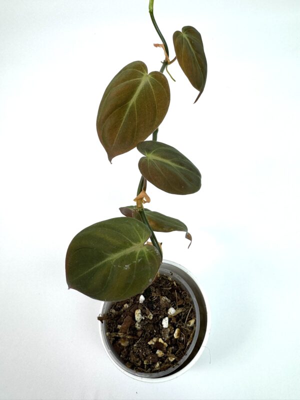 Filodendron Micans