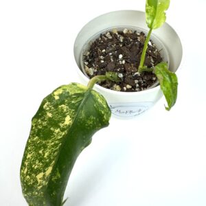 Filodendron Domestic