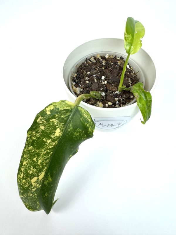Filodendron Domestic