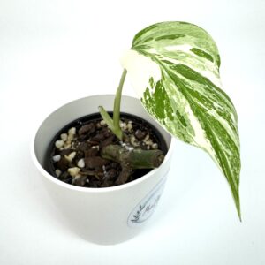 Monstera Albo Variegata