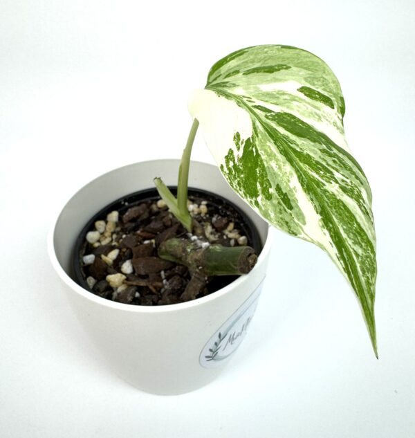 Monstera Albo Variegata