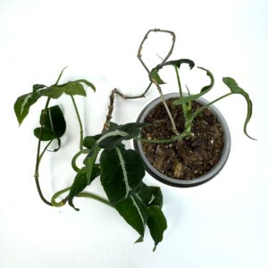 Sõrgköis Wendlandii