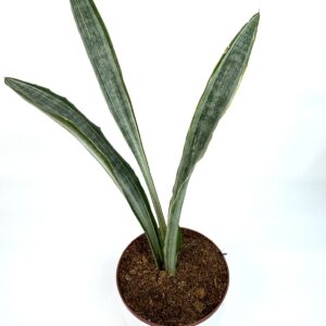 Dracaena Metallic