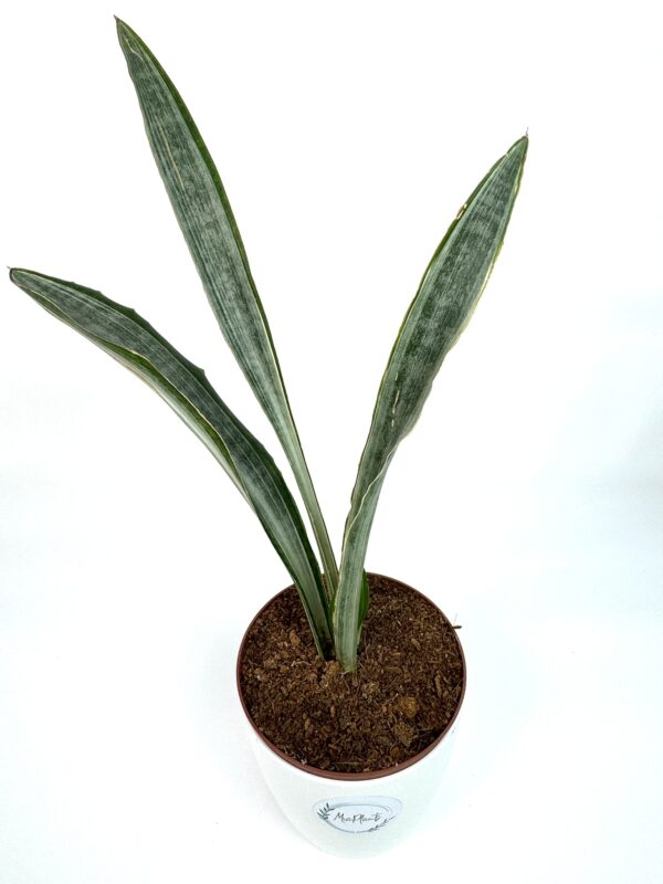 Dracaena Metallic