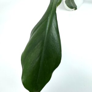 Filodendron Joepii