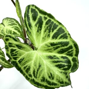 Sõrgköis Batik
