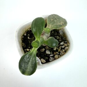 Crassula Ovata "Sakura Kagetshu Nishiki" Jade