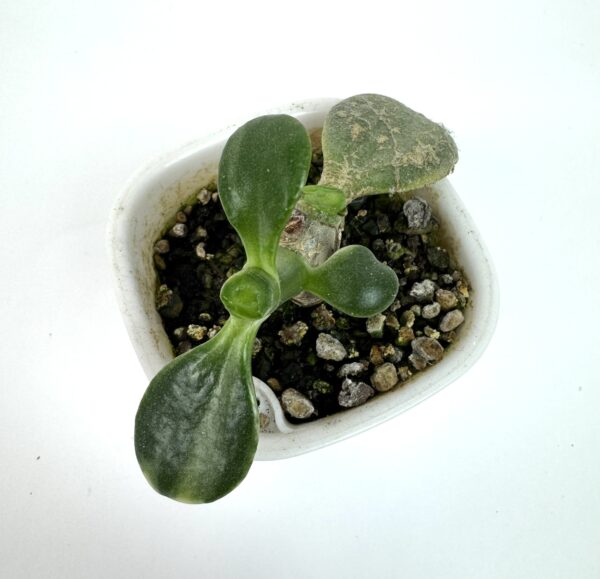 Crassula Ovata "Sakura Kagetshu Nishiki" Jade