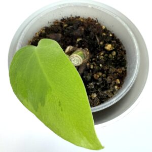 Monstera Aurea