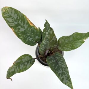 Apoballis Acuminatissima Red Sword