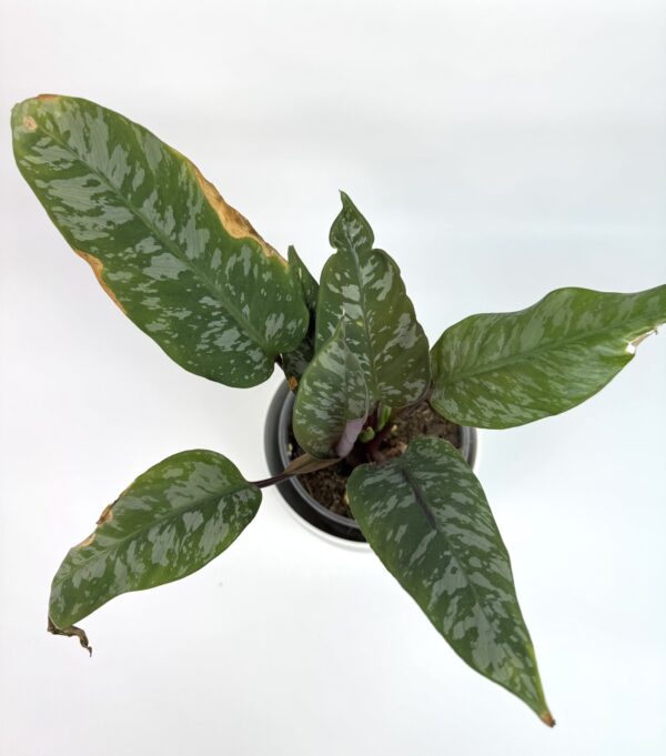Apoballis Acuminatissima Red Sword