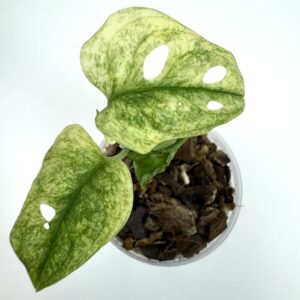 Monstera Adansonii Variegata